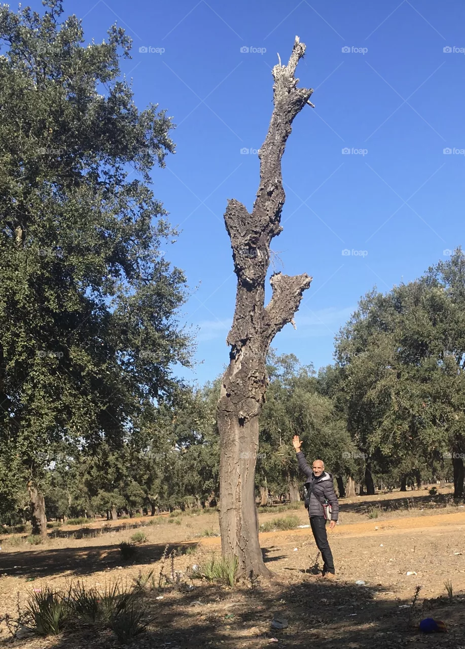 Dead tree