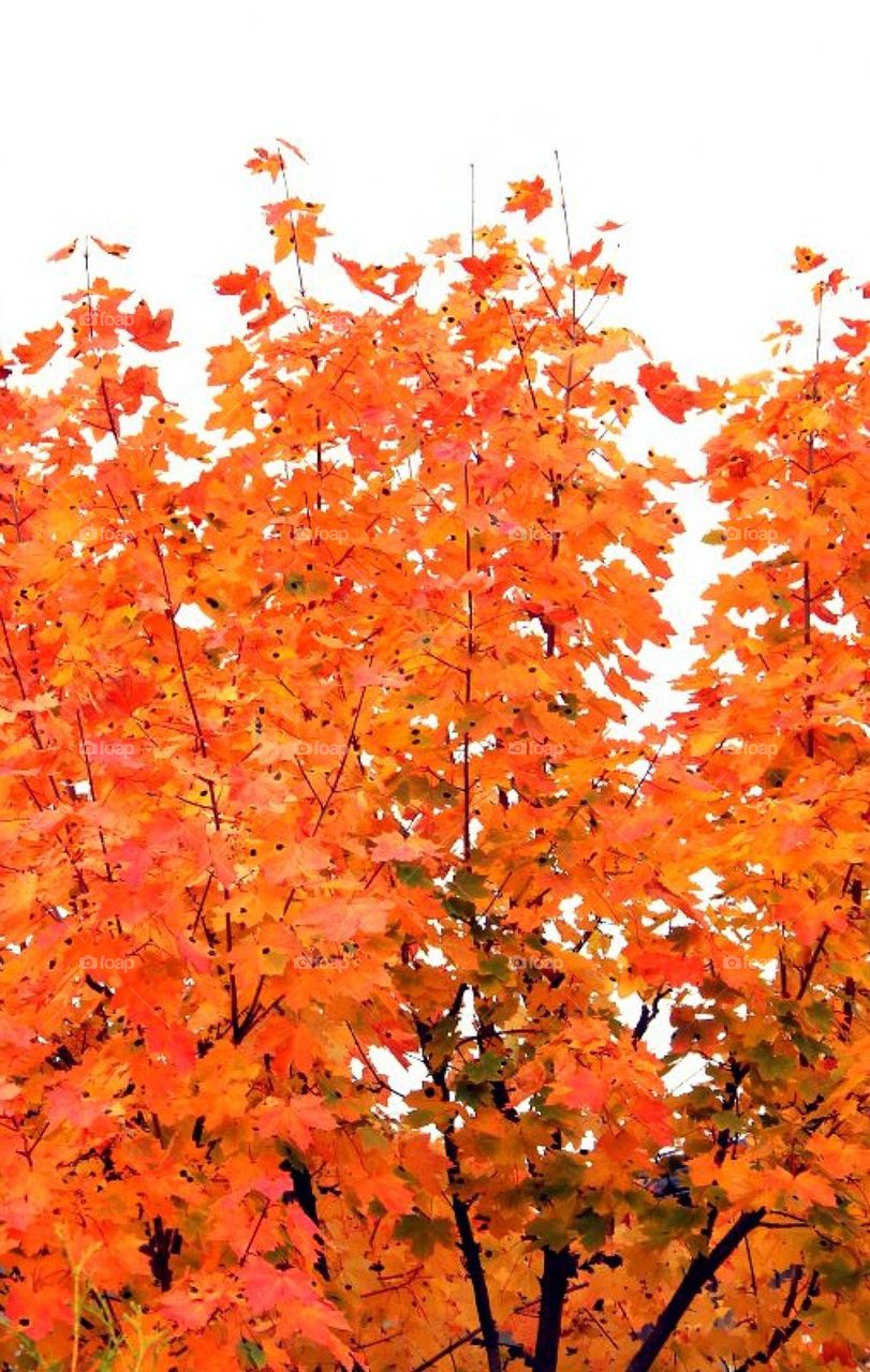 Orange leafs on tree in autumn