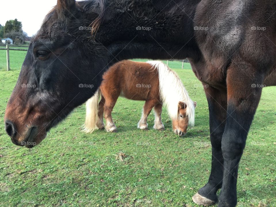 Close-up of horse and foal