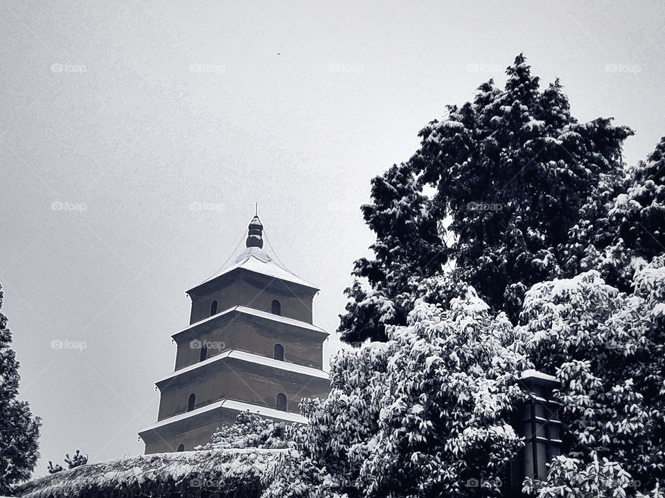 No Person, Monochrome, Tree, Winter, Architecture