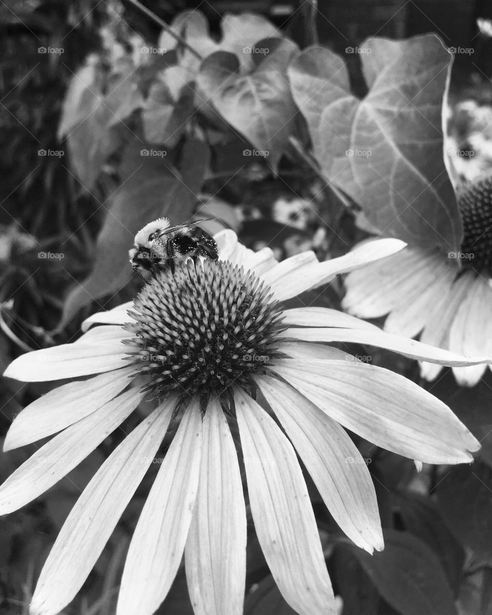 Some of the smallest creatures have the most amazing details. 