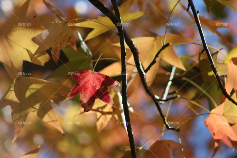 Autumn leaves 