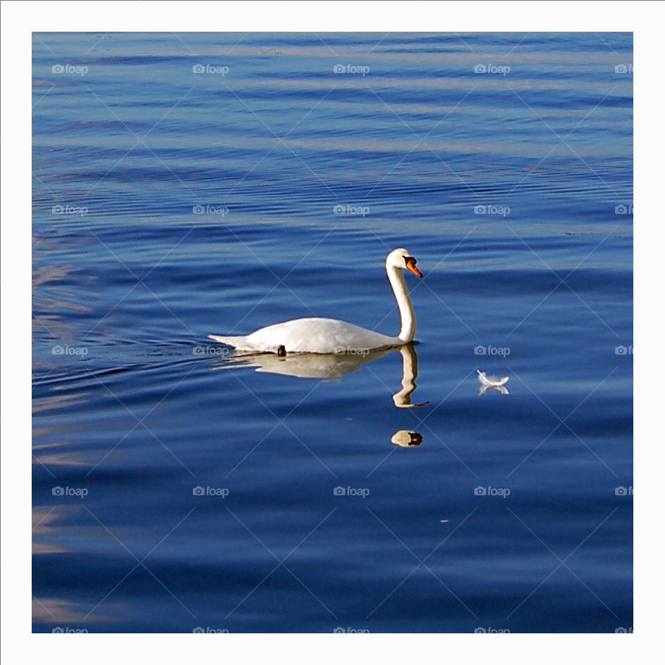 malmö water swan by NinniHL