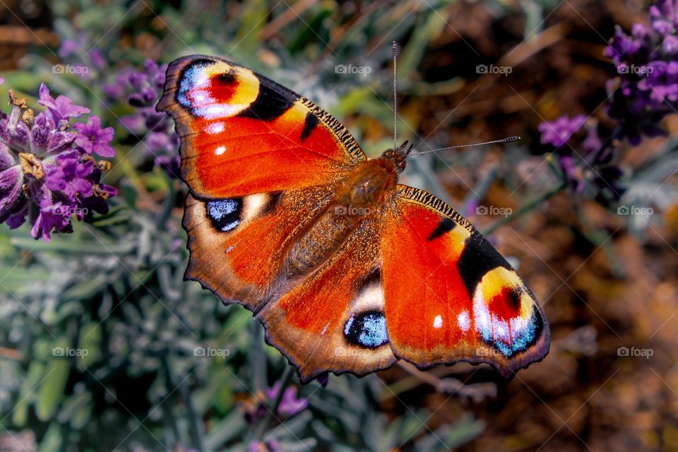 Peacock butterfly at the field in autumn