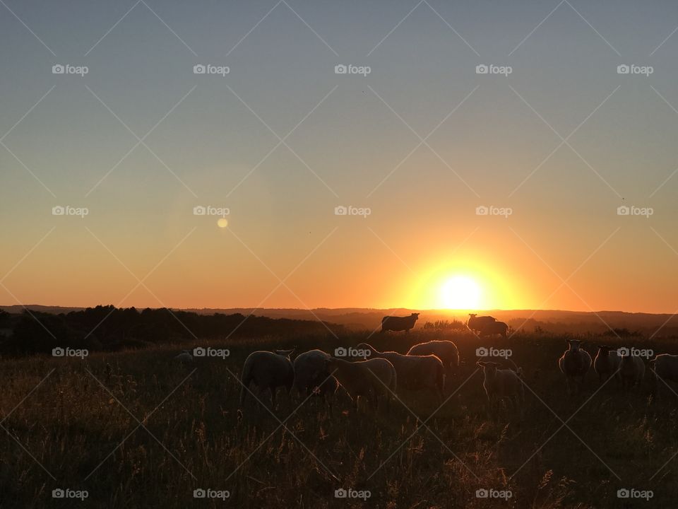 Counting sheeps in sunset