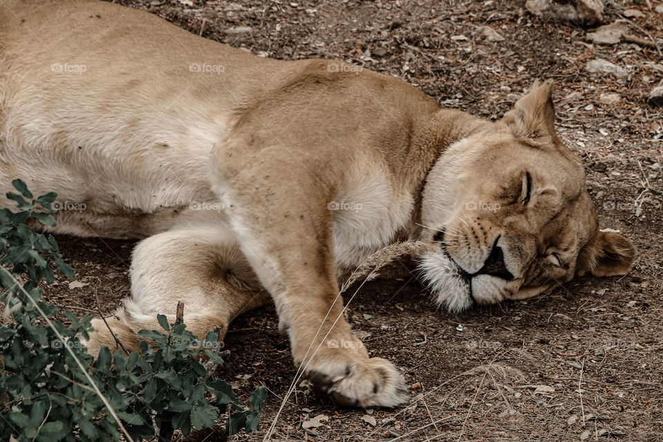 Lioness Sleeping