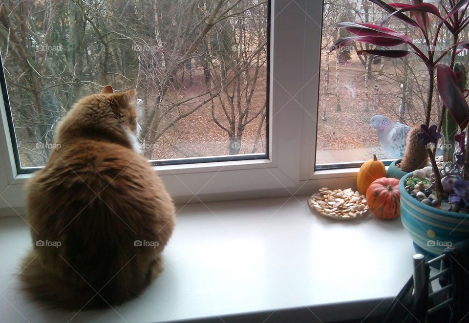 cat pet on a window and bird