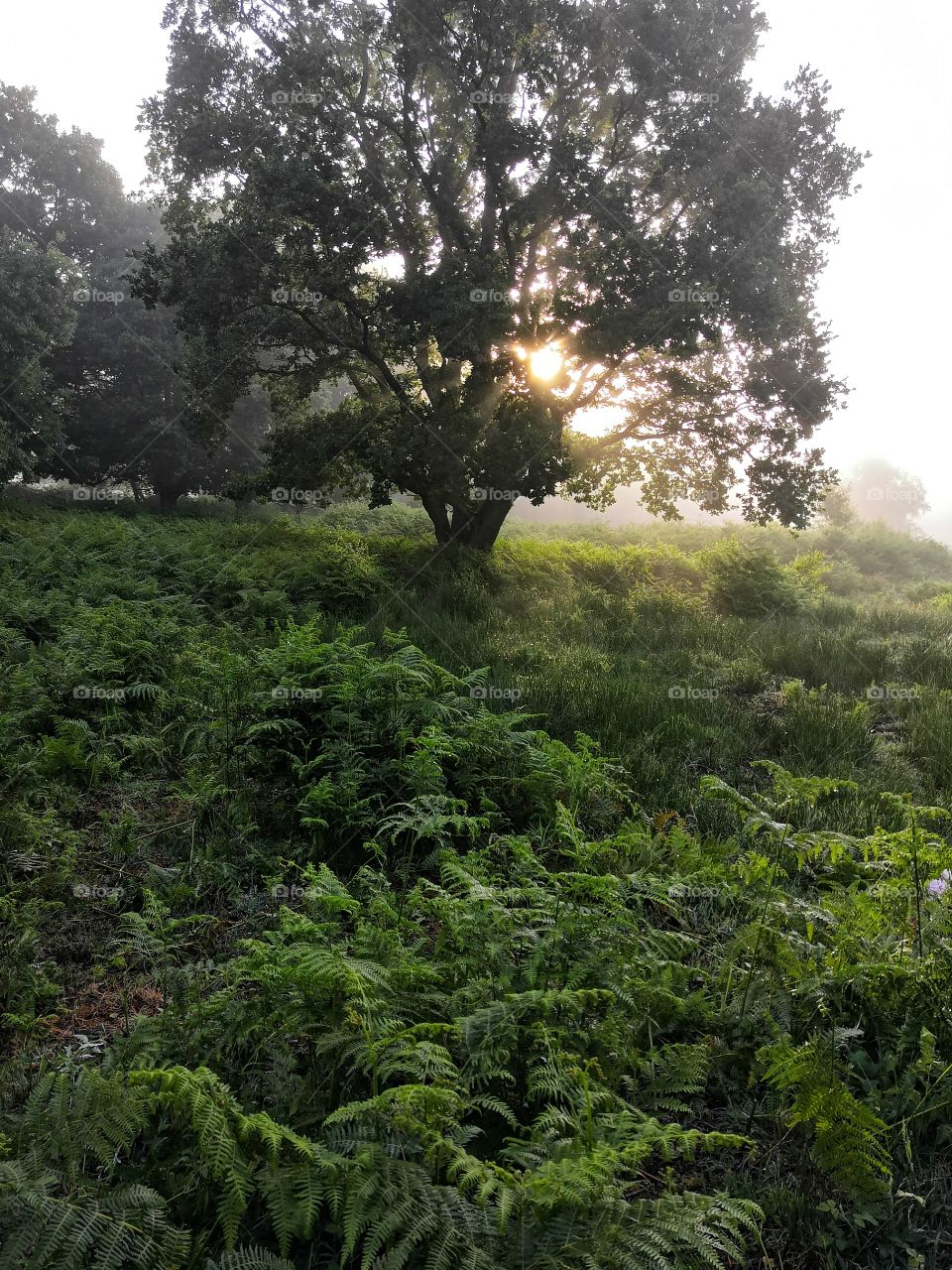 Sunrise behind the tree in the forest