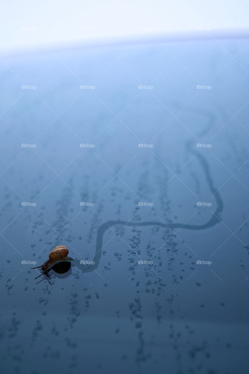 Trail. Snail travels down glass