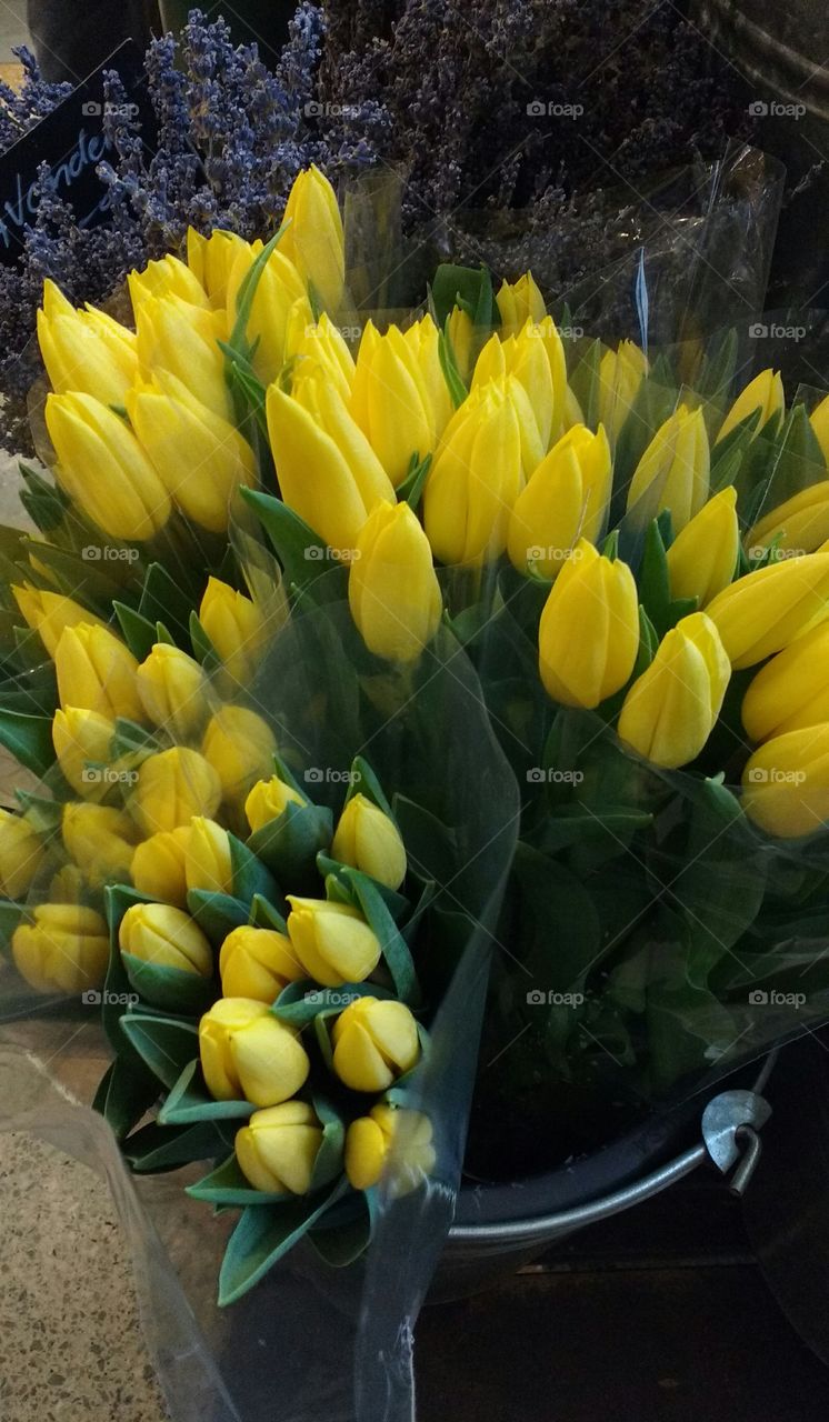 Yellow Tulips waiting to be bought