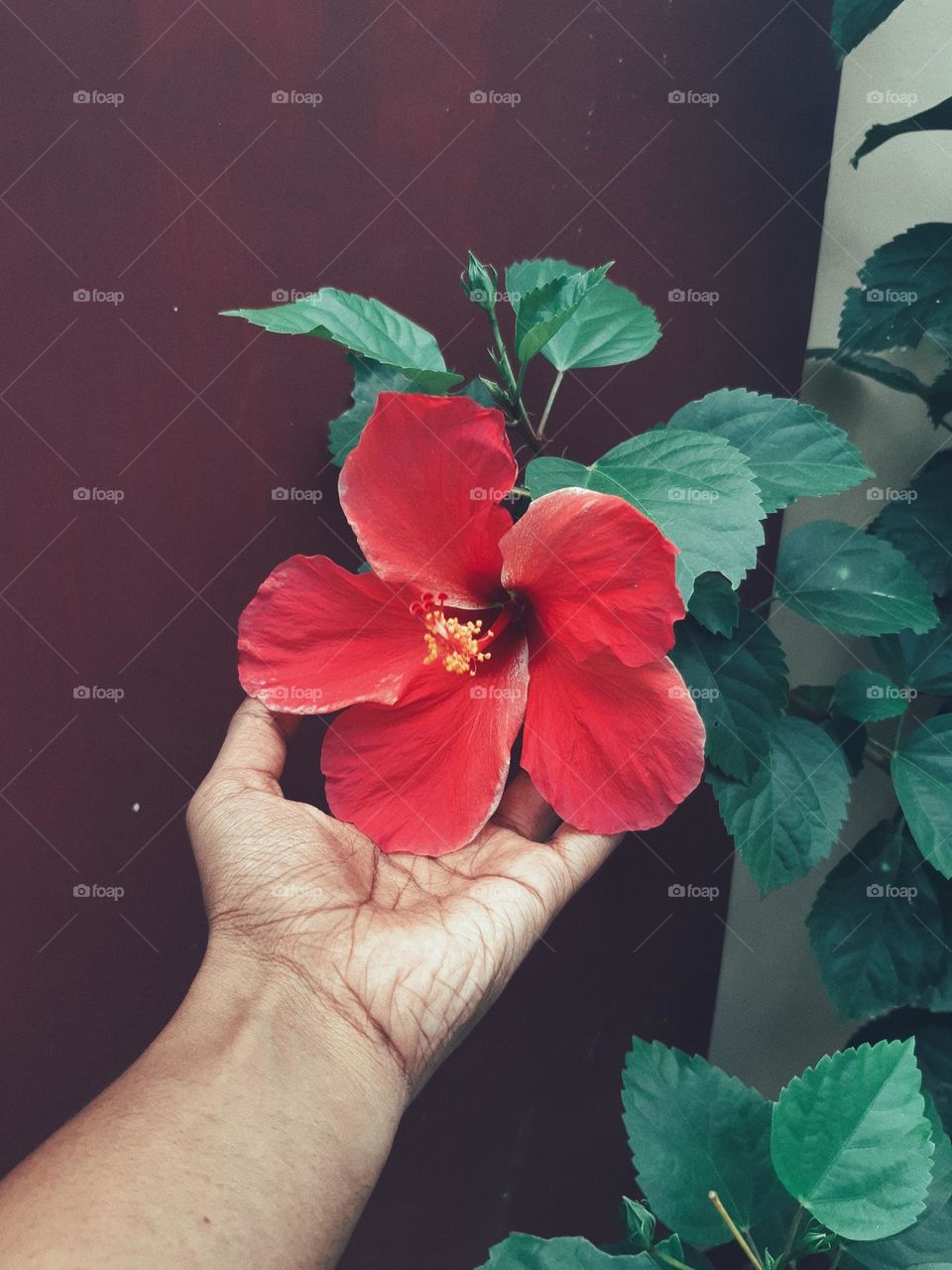 Hibiscus
