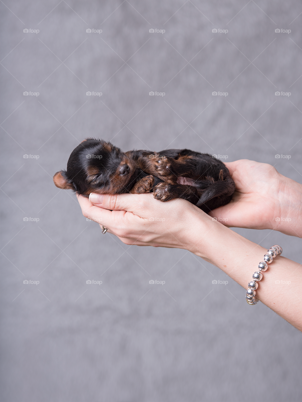 Mãos segurando filhote de cachorro dormindo