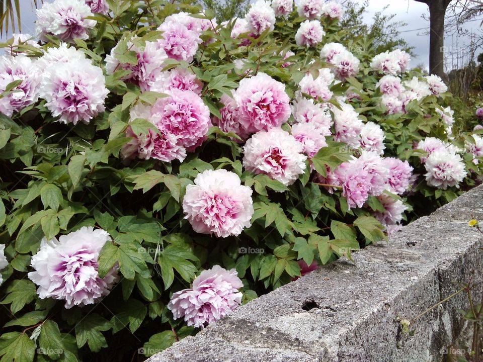 Power of flowers🌹🍃