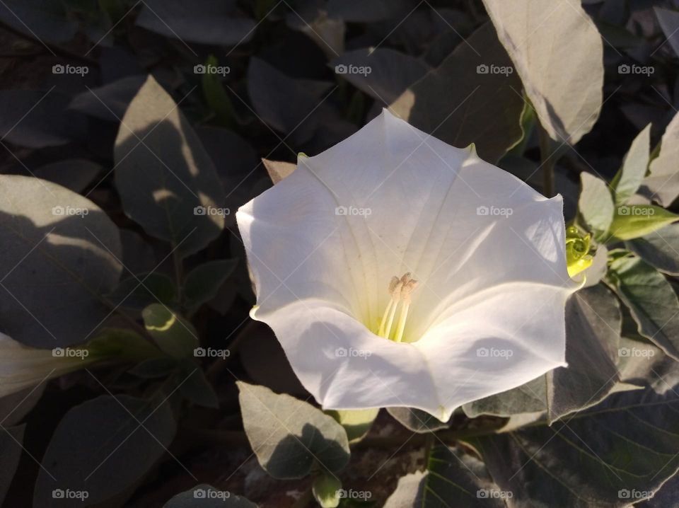 the Datura Flower white in colour looks very beautiful generally found everywhere fresh seasonal very poisonous species