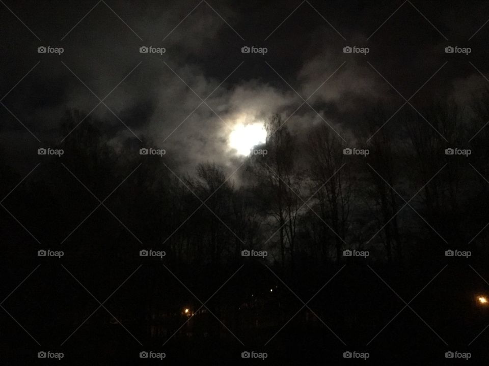 Moonlight with clouds and trees in a winter forest