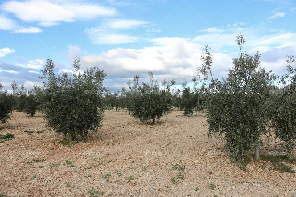 Olives farm 