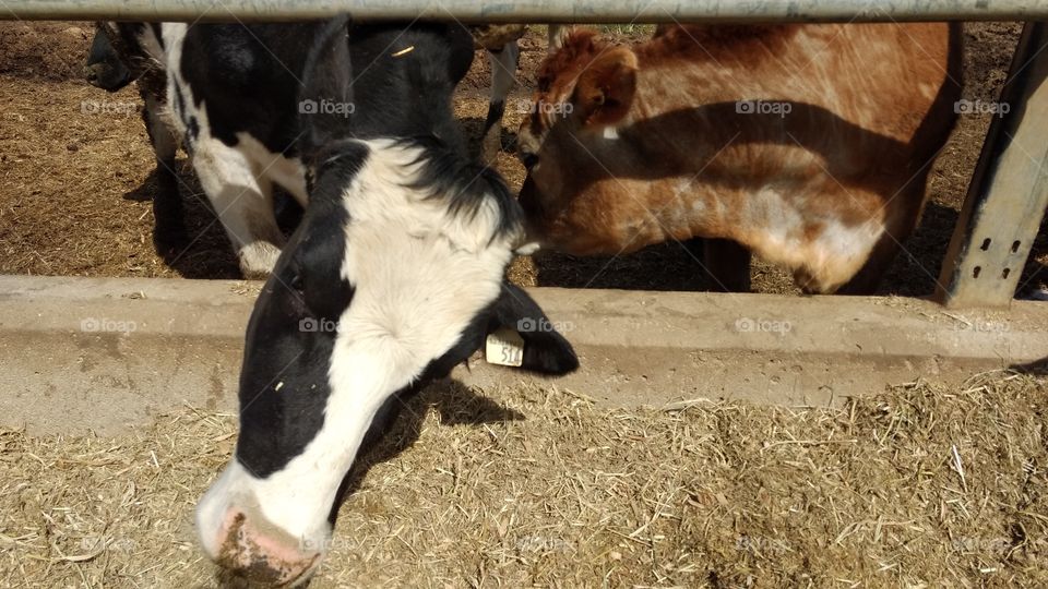 Farm, Cattle, Mammal, Livestock, Agriculture