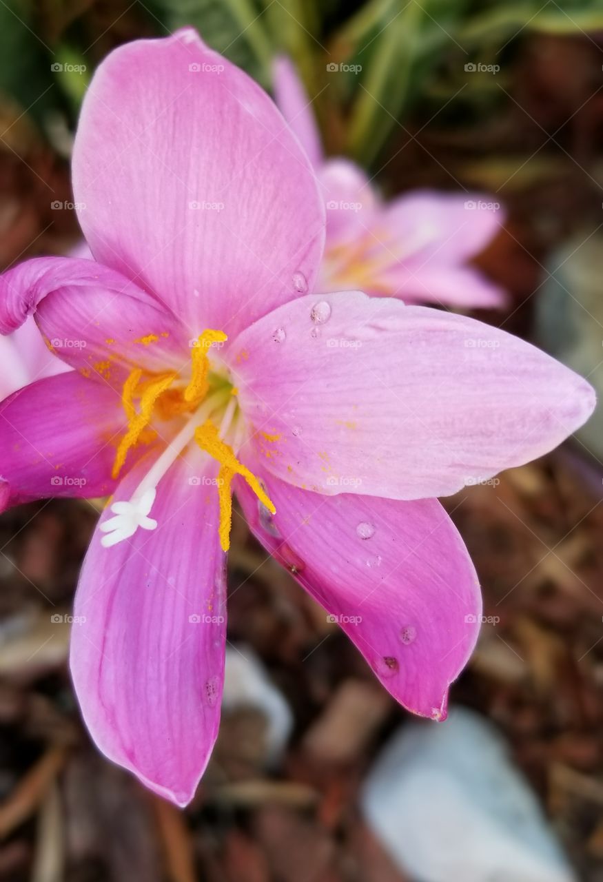 Daylily bloom in Summer