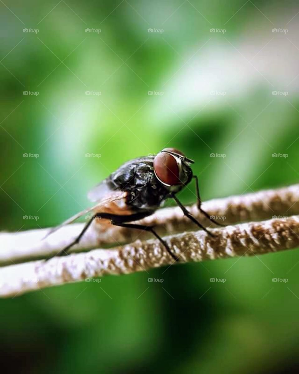 Close-up and micro: housefly 