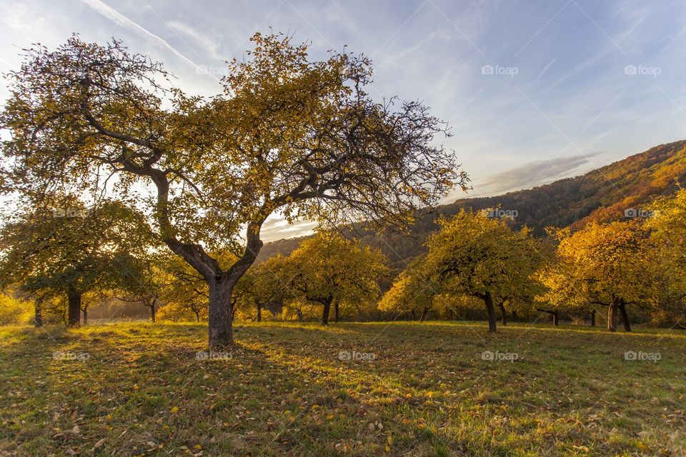 Apple Fruits trees in Autumn at Sunset 