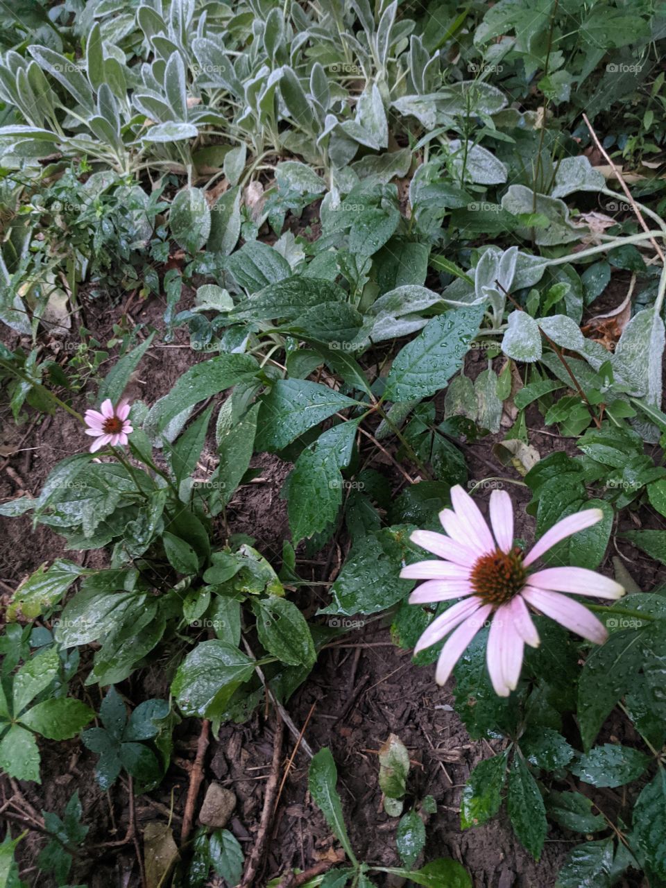 Flowers are always beautiful to see and fragrant to our nose ! Flowers are wonderful 💐🌺