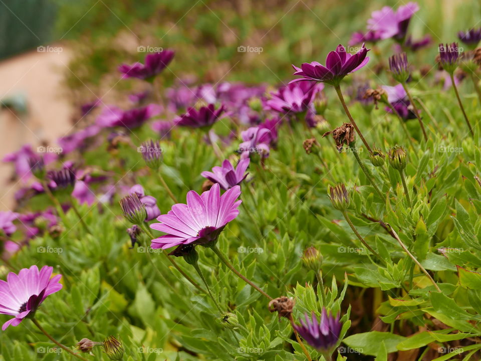 beleza violeta