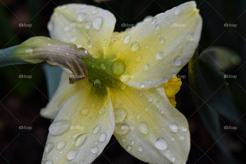 Rain on Daffodil