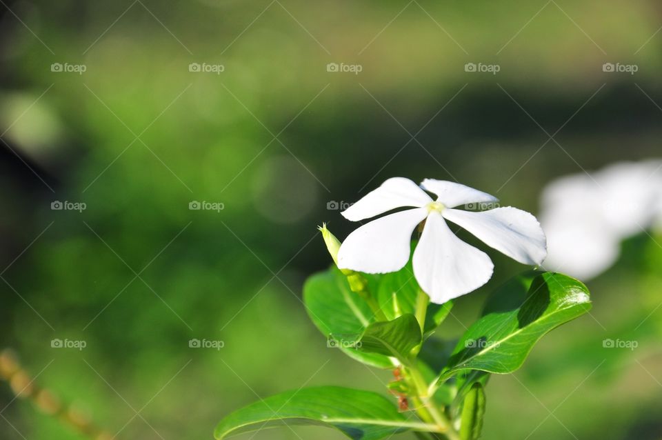 Leaf, Nature, Flora, No Person, Flower