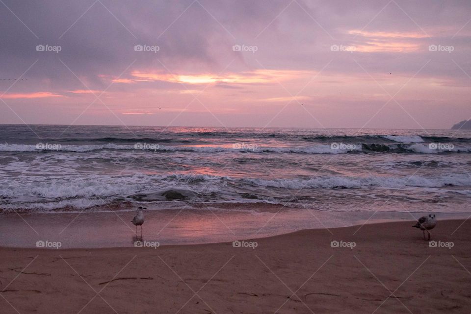 Mission Birds&Bees - Nature in Motion