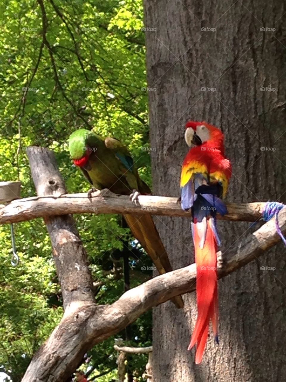 Tropical birds