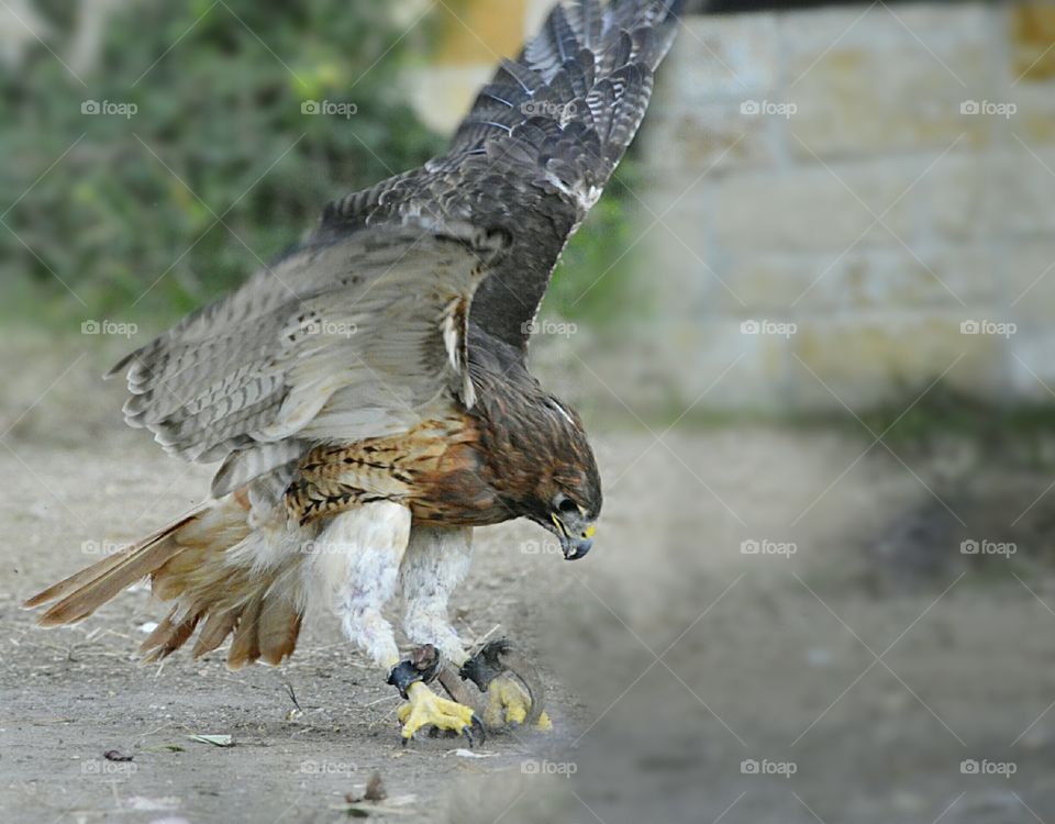 A falcons landing