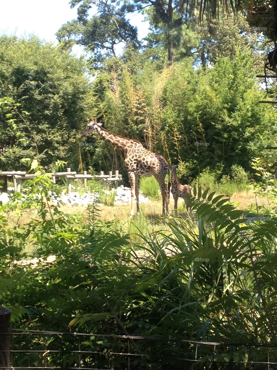 a giraffe at the zoo