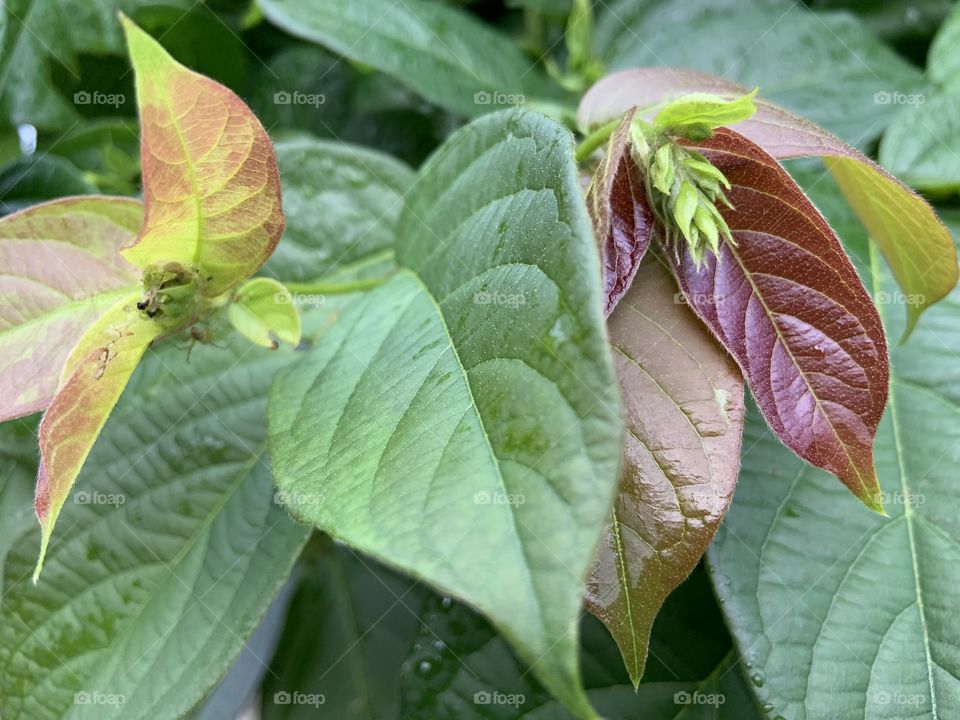 Plants of the Thailand.