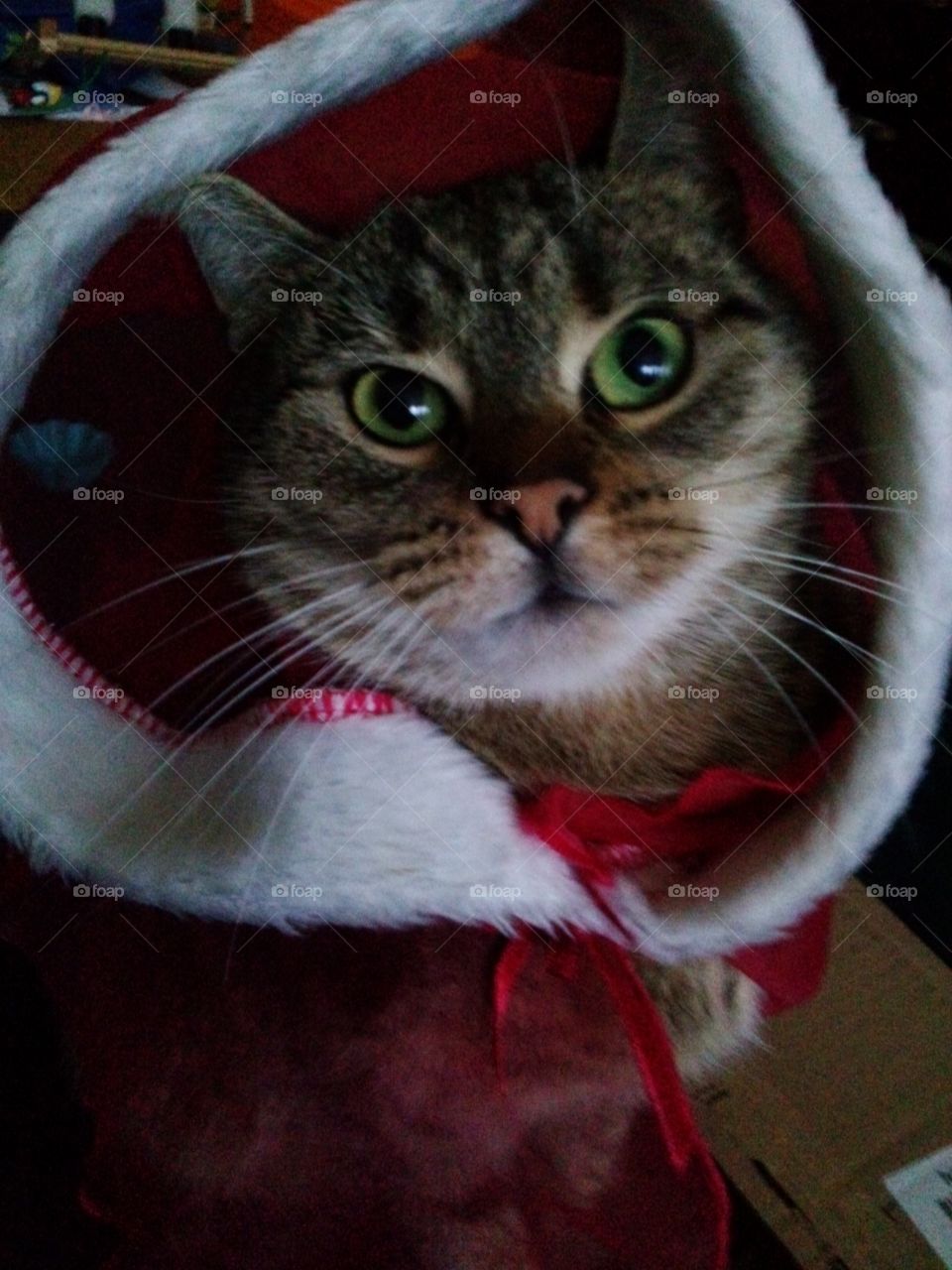 Santa Cat