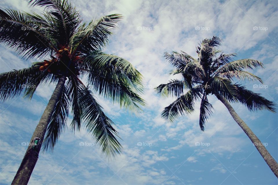 palm on beach