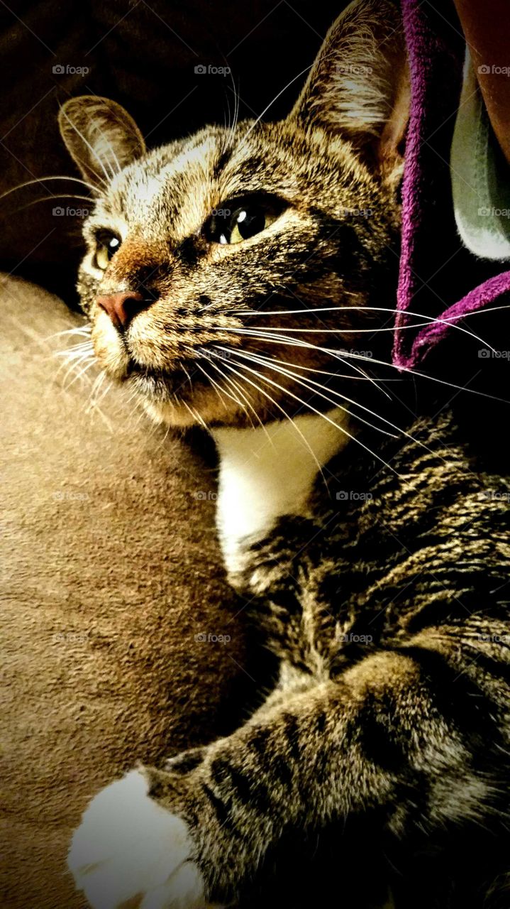 Grady. . Cat Poser. ..My baby