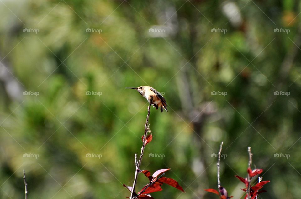 Resting hummingbird