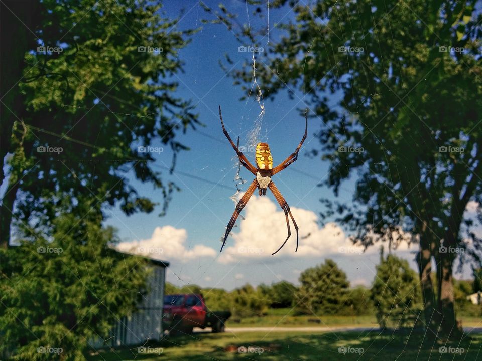 A yellow Orb spider hanging from a Web with blue sky white clouds green trees and a red truck in the background clash of color