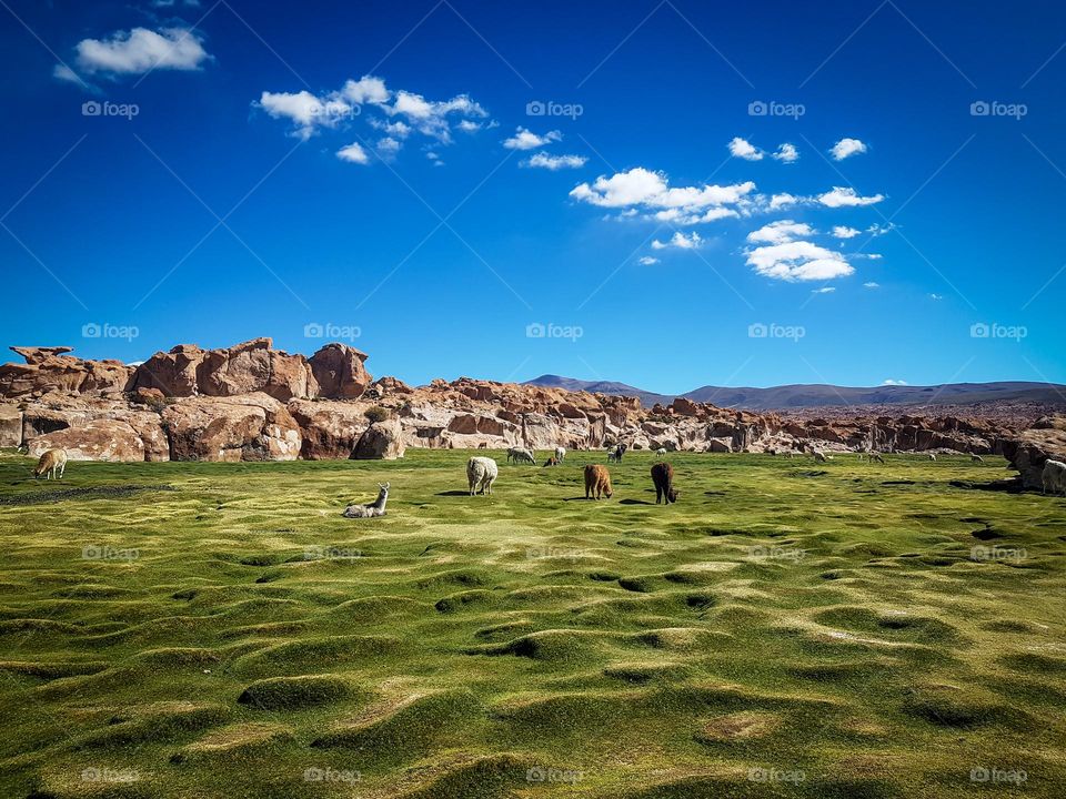 Gorgeous landscape with rocks and llamas