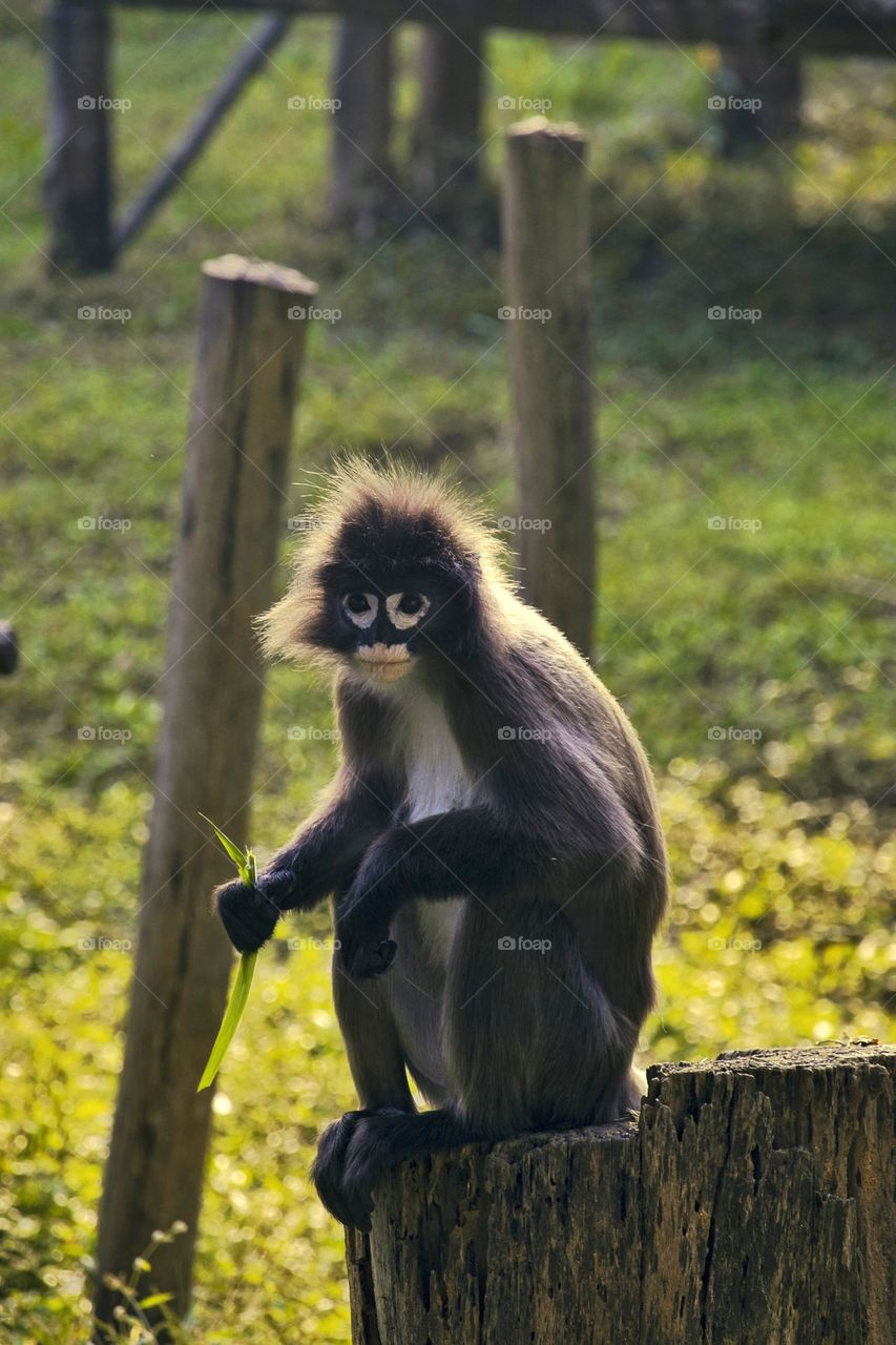 dusky leaf monkey