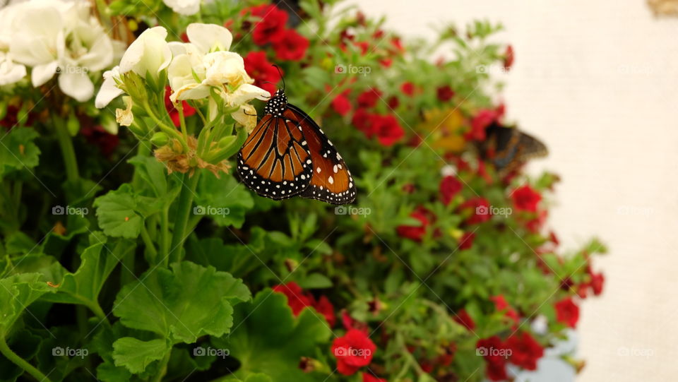 Monarch Butterfly on White Geraniums