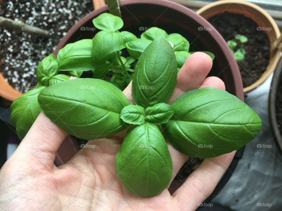 Fresh basil straight from our garden! 