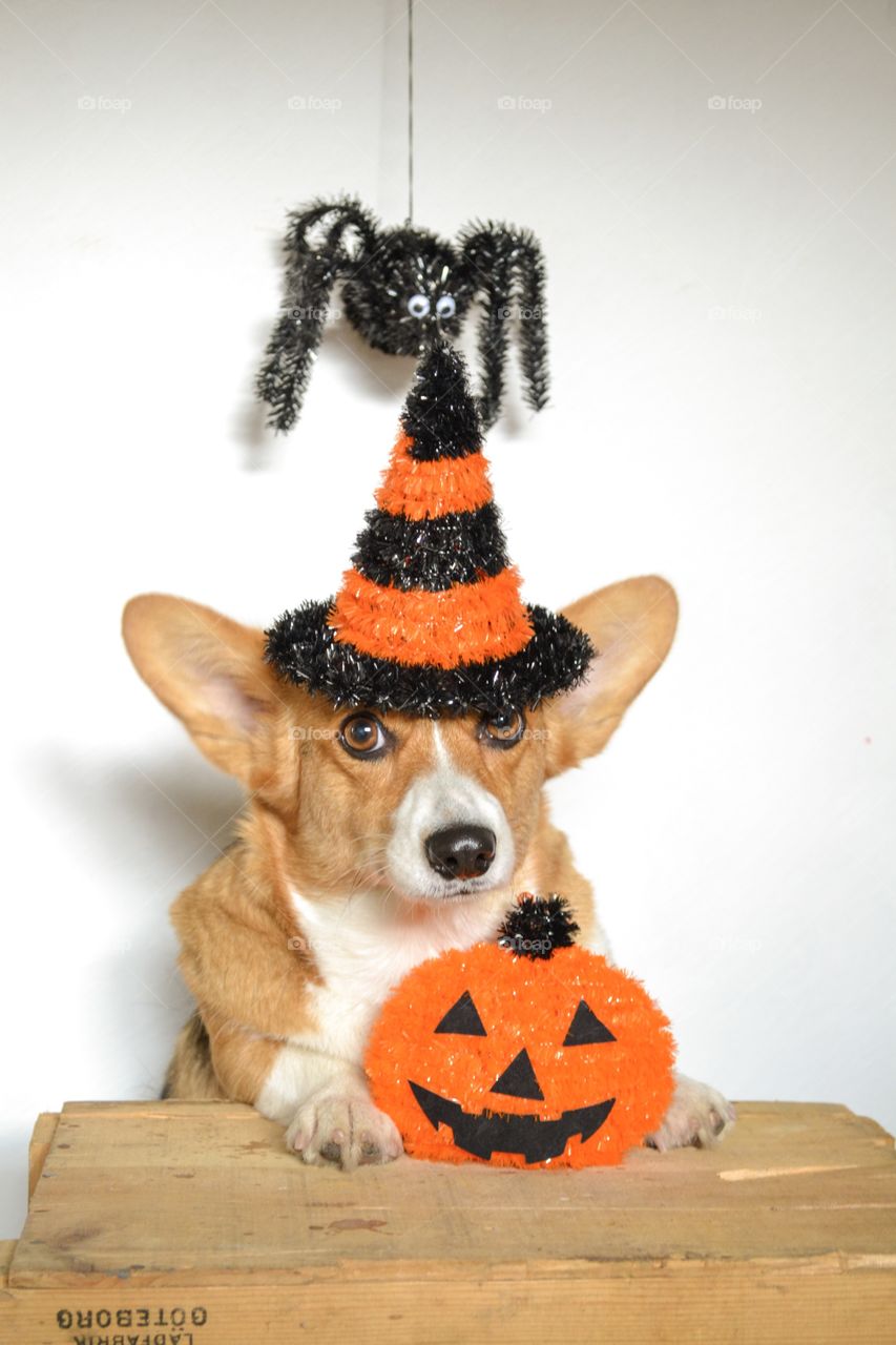 Cute dog in halloween costume - funny expression