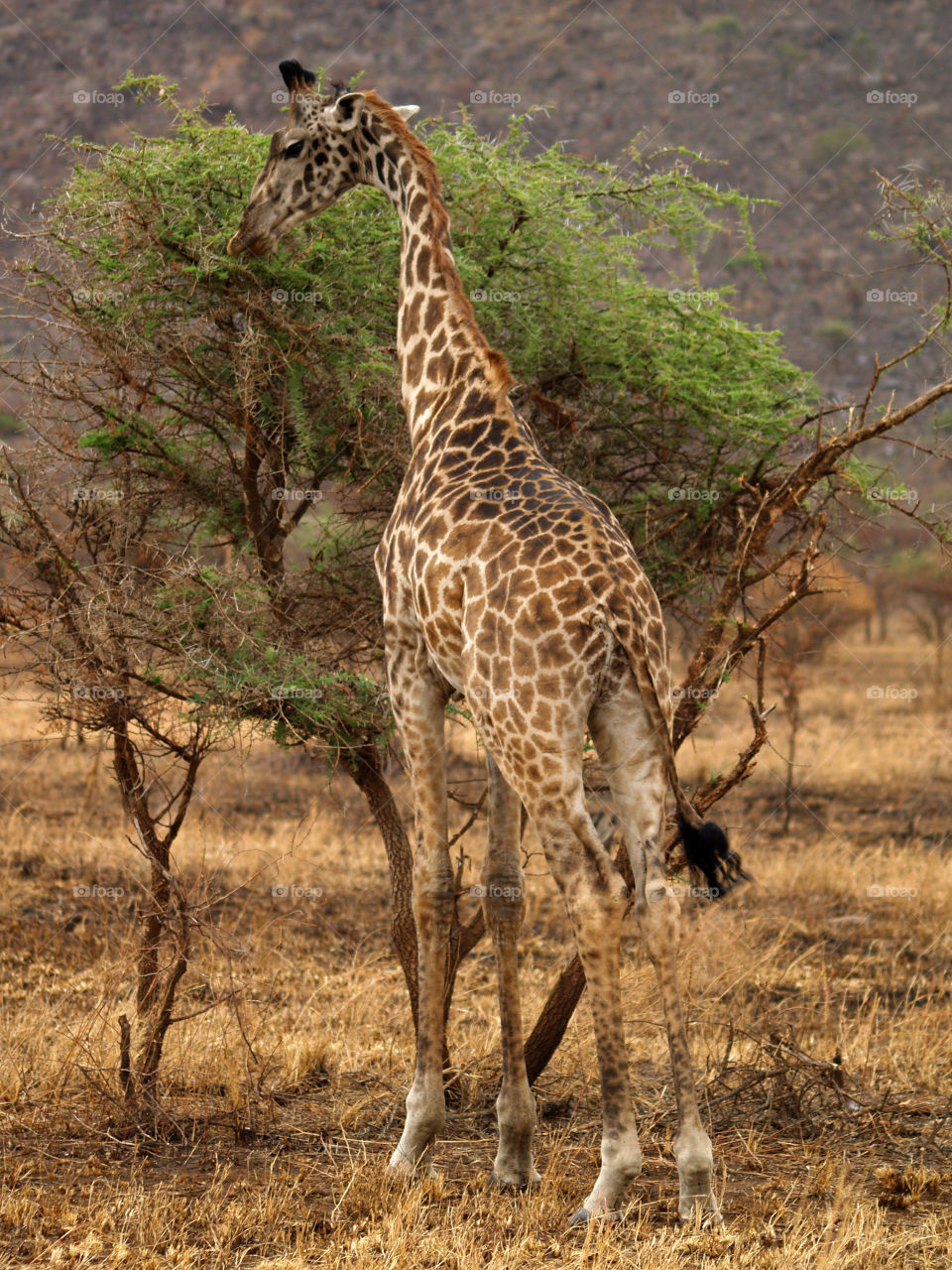 Giraffe Tanzania 