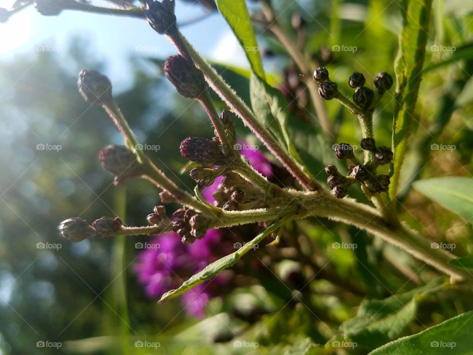 sun shines on purple wild flower