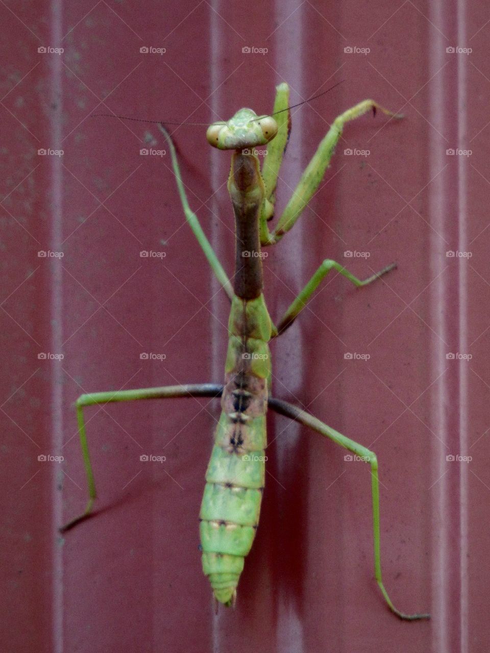 Close up of a Praying Mantis climbing on a red barn