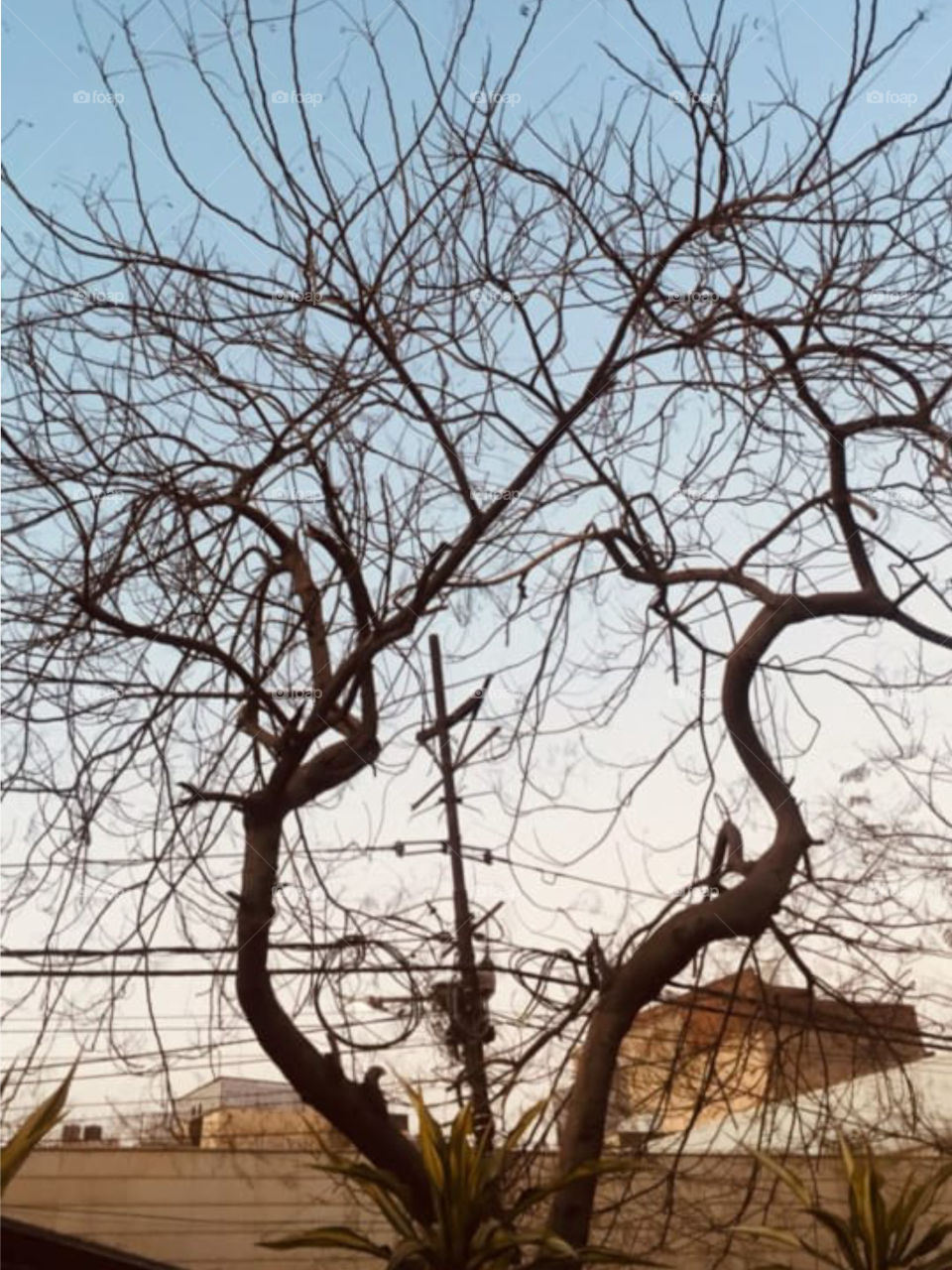 Keep your love of nature, for that, is the true way to understand art more and more.