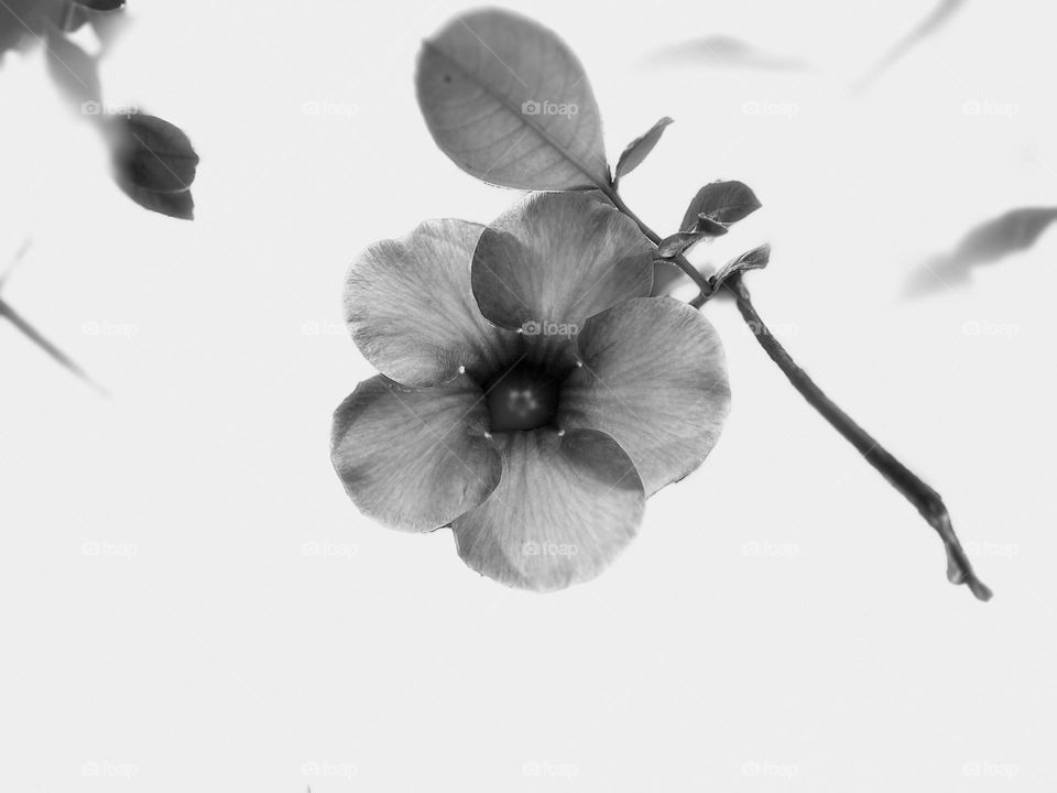 Monochromatic  - Allamanda flower 