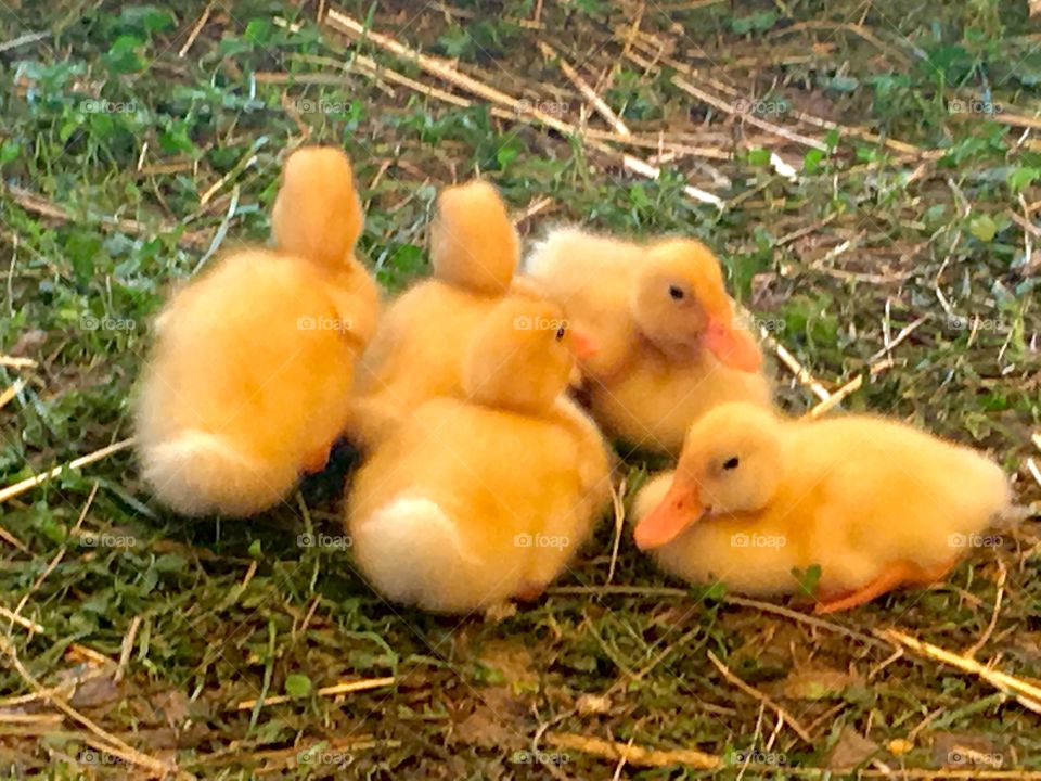 Baby Ducks on the Farm