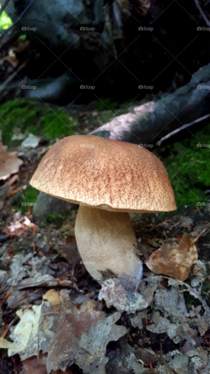 Boletus regineus
